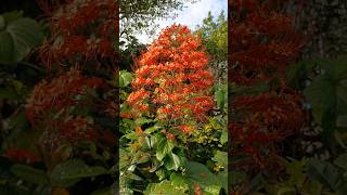 Pagoda FlowerClerodendrum paniculatum  Shrub Bush [upl. by Ailecra]