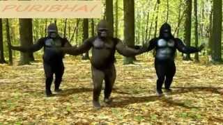 Jaalma Resham Filili Most Funniest Monkey Dance Ever Monkey Dance Cover by Ashish Puri [upl. by Colis]