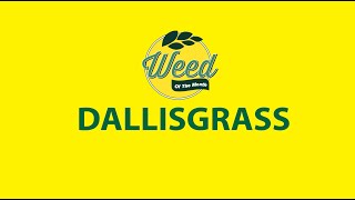 Dallisgrass  How to Identify and Get Rid of It [upl. by Samohtnhoj]