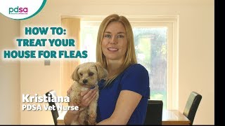 How to get rid of fleas in the home [upl. by Padraic]