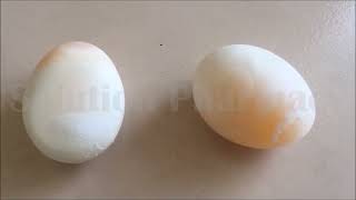 Demonstration of Osmosis in Egg  Experiment of Osmosis in Egg  Hypertonic Vs Hypotonic  ENGLISH [upl. by Prestige]