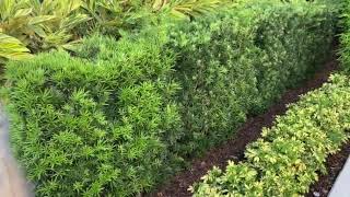 Podocarpus Hedge ScreenPrivacyPlanted and Guaranteed50 Years Experience Installing Large Trees [upl. by Jaclin]