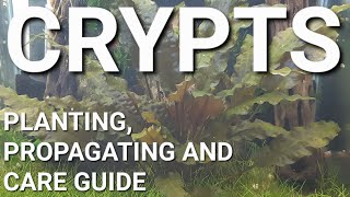 How To Prepare Propagate and Plant Your Cryptocoryne [upl. by Dihgirb]