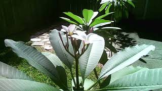 Plumeria Inflow Bloom 18 day time lapse [upl. by Ahsekel]