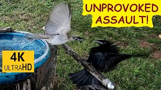 Spangled drongo attcked by angry Little Friarbird lots of other stuff too – Australian birds [upl. by Georglana]