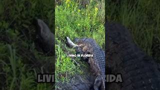 Encountering alligators in Florida [upl. by Enirehtahc173]