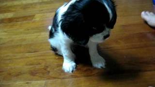 Cavalier King Charles Spaniel Training Elly [upl. by Grata316]