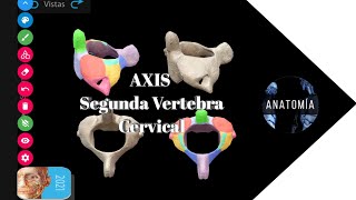 Anatomía quotSEGUNDA VERTEBRA CERVICALquot en 3D [upl. by Ayihsa]