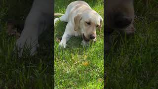 there is nothing tastier for a dog than a bone 🦴 labrador dog music food tasty cute shorts [upl. by Vedette]