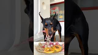 Mukbang Dog Chewing Sound  Best ASMR Dog In The World [upl. by Cheatham125]