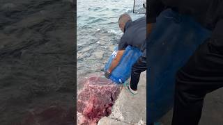 Stingray feeding time shortsfeed fishing fishfeeding fishing [upl. by Lebasy]