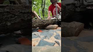 milling small honey locust log with alaskan chainsaw mill shortsvideo [upl. by Ofella263]