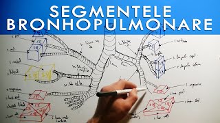 Segmentele Pulmonare și Ramificațiile bronhiilor [upl. by Ilonka]