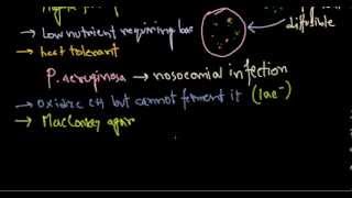 Pseudomonas aeruginosa introduction [upl. by Ecinereb]