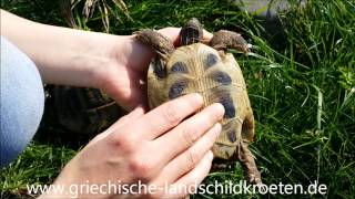 Unterschied zwischen Schildkröten Männchen und Weibchen [upl. by Maupin364]