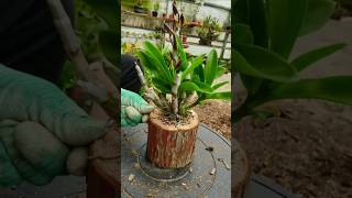 Short tutorial for grafting dendrobium orchid plants really easy for following this tips short [upl. by Anilak]