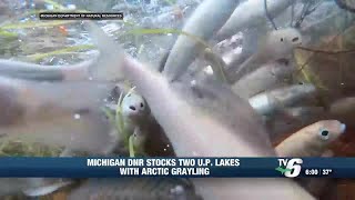 DNR stocks 2 UP lakes with Arctic Grayling [upl. by Rofotsirk975]