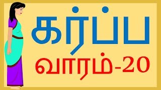 வாரம் 20  Pregnancy  Tamil  Week 20 [upl. by Normie]