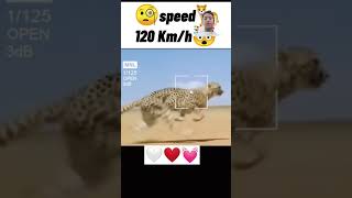 tiger ka speed 120kmh🐅🐅🐅🐅 [upl. by Hild16]