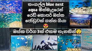 Red coper oscar ගන්න තංගල්ල blue nest aqua එකට ගියාmalupisso viralvideo trendingaquariumtour [upl. by Martainn]