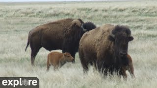 Bison Calving  Grasslands National Park powered by EXPLOREorg [upl. by Aryajay]