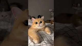 Cute pet video cat catcraft cuteanimal cute cr7 cutepet kitten craftycat cutecat [upl. by Savil604]