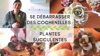 Se débarrasser définitivement des Cochenilles  Plantes Succulentes👩🏻‍🌾🌵 [upl. by Reklaw]