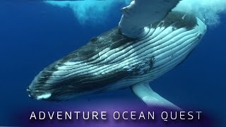 ► Adventure Ocean Quest  The Giants of Rurutu FULL Documentary [upl. by Aldin]