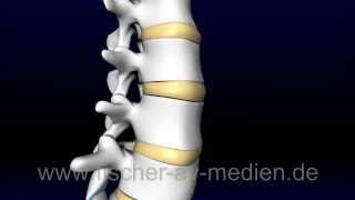 Die Wirbelsäule  kurz und bündig  Spinal Column [upl. by Ettegirb]