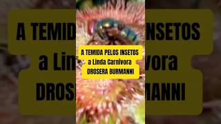 A temida pelos insetos a linda Carnívora Drosera Burmannii plantacarnivora plantascarnivoras [upl. by Dewhurst767]