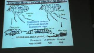 DrAzza  Parasitology  Helminths  Hymenolepis Infections  Part 2 [upl. by Karisa896]