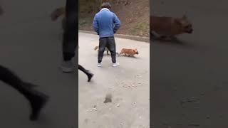 डॉग और बंदर लड़ रहे हैं dog vs monkey fight video shorts short monkey dog dogvsmonkey animals [upl. by Ydnac]