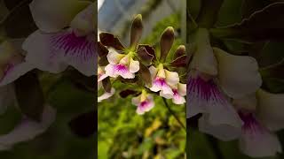 Anggrek Encyclia orchids Encyclia [upl. by Stegman]