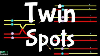 Mitotic Recombination  Twin Spots In Drossophila [upl. by Satsoc705]