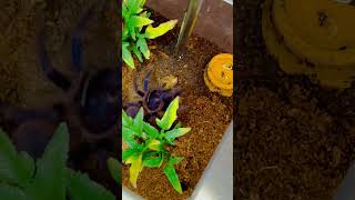 Pterinopelma sazimai Brazilian Blue Tarantula shortsvideo shortsfeed [upl. by Ajnek]