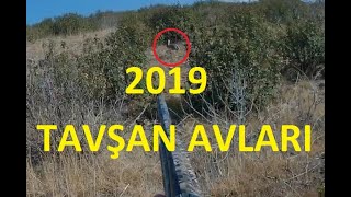 2019 Tavşan Avları 2019 Hare Hunting [upl. by Franciscka]