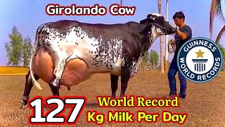 World Record Highest Milking GIROLANDO Cow 127 KG  Guinness World Record  Full Detailed Video [upl. by Lepper142]