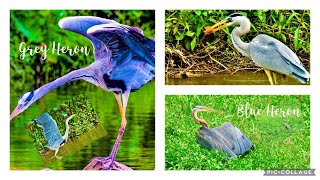 WATCH BEAUTIFUL GREY HERONGREAT BLUE HERON DISPLAYING THEIR BEAUTY [upl. by Glynda]