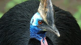 Cassowary kickboxing tree David Fleays Wildlife Park [upl. by Wilburn]