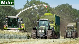 2020  GPS Häckseln mit 5 Fendt Tractors  Lu Steenweg  Claas Jaguar 950  Whole Crop Silage [upl. by Lahcym]