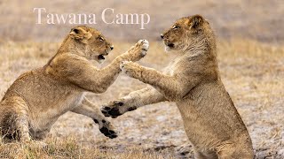 Tawana Camp  Moremi Game Reserve  Botswana [upl. by Ahsiyn53]