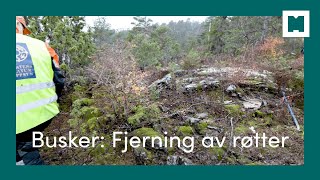 Bekjempe fremmede busker ved å fjerne røtter [upl. by Humbert]