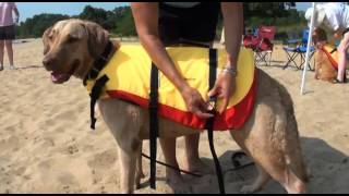 Foundation Findings 51 West Marine Pet Flotation Device Dog Life Jacket In Action [upl. by Aekim]