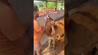 Deworming ఎప్పుడు చేయాలి Dewarming ఎందుకు చేయాలి dairyfarm gircow deworming desicow [upl. by Willet]