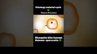 Understanding the Ethology of Malaria A Comprehensive Guide to the Plasmodium Cycle shorts viral [upl. by Aisatal]