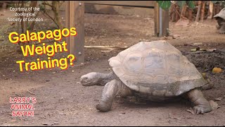 Galapagos Tortoises at the London Zoo Zoological Society of London [upl. by Isacco269]