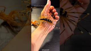 House CentipedeNatures Pest Control Experts [upl. by Ginni]