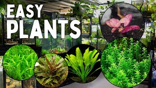 These 12 Aquarium Plants are the Easiest to Grow [upl. by Bilicki]