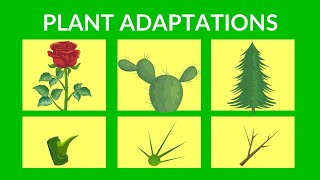 Adaptations in Plants  Video lesson for Kids [upl. by Boutis]