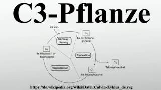 C3Pflanze [upl. by Cordy]